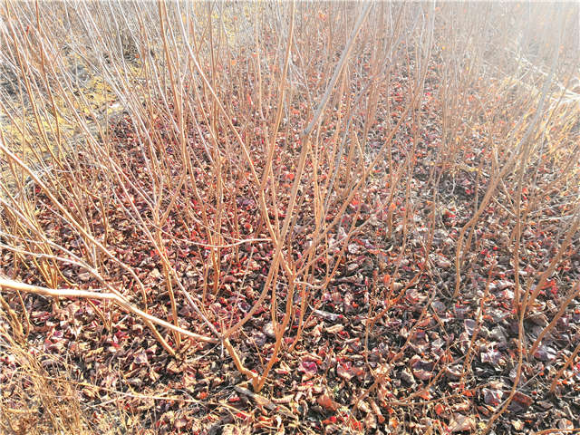 叢生黃櫨小苗照片種植基地實拍 叢生黃櫨小苗照片種植基地實拍