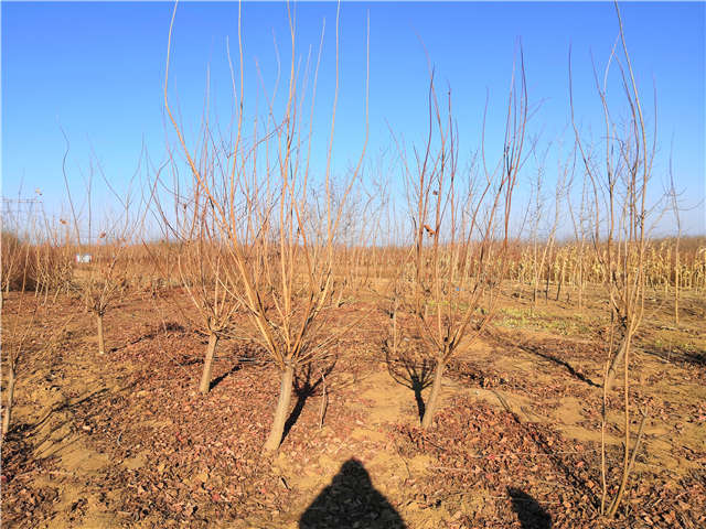 黃櫨照片種植基地實拍 黃櫨照片種植基地實拍