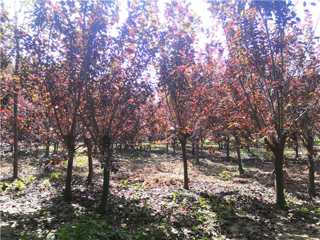 沭陽長景園林太陽李種植基地實拍圖片 沭陽長景園林太陽李種植基地實拍圖片