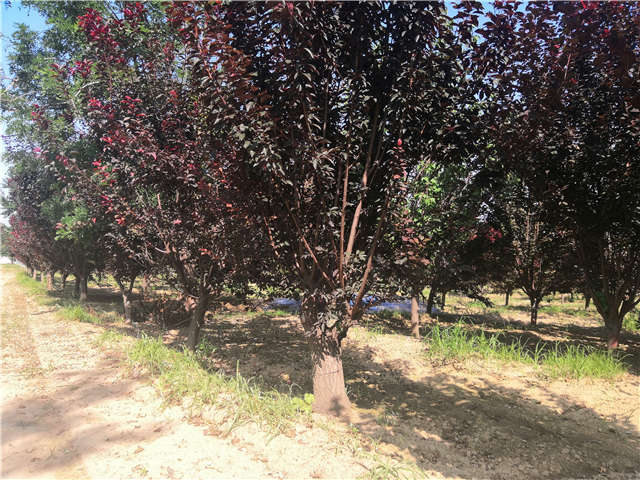 沭陽長景園林太陽李種植基地實拍圖片 沭陽長景園林太陽李種植基地實拍圖片