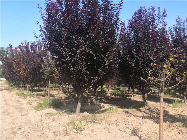 沭陽長景園林太陽李種植基地實拍圖片 沭陽長景園林太陽李種植基地實拍圖片