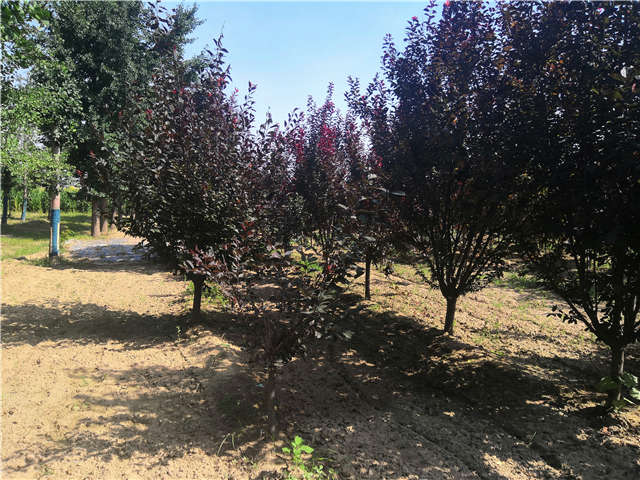 沭陽長景園林太陽李種植基地實拍圖片 沭陽長景園林太陽李種植基地實拍圖片