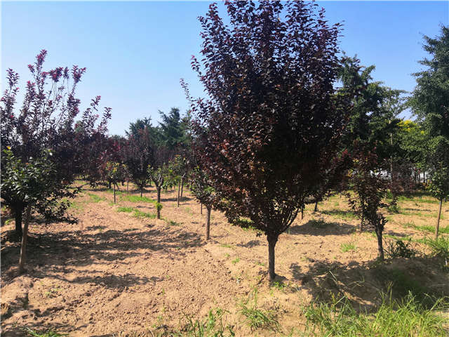 沭陽長景園林太陽李種植基地實拍圖片 沭陽長景園林太陽李種植基地實拍圖片