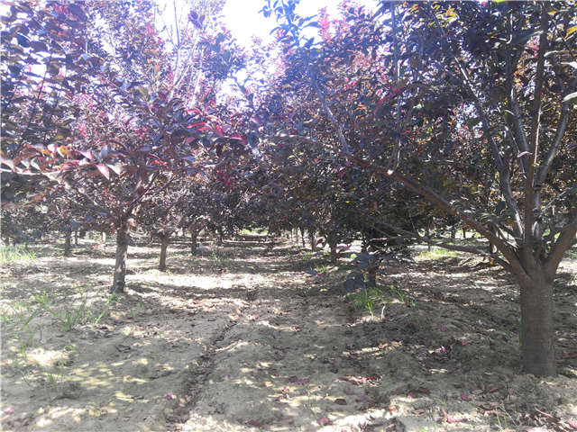 沭陽長景園林太陽李種植基地實拍圖片 沭陽長景園林太陽李種植基地實拍圖片