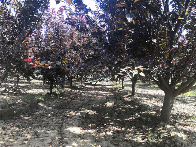 沭陽長景園林太陽李種植基地實拍圖片 沭陽長景園林太陽李種植基地實拍圖片