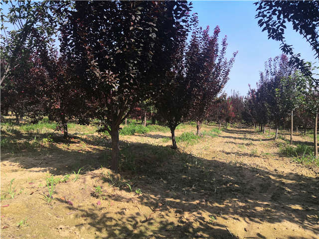 沭陽長景園林太陽李種植基地實拍圖片 沭陽長景園林太陽李種植基地實拍圖片