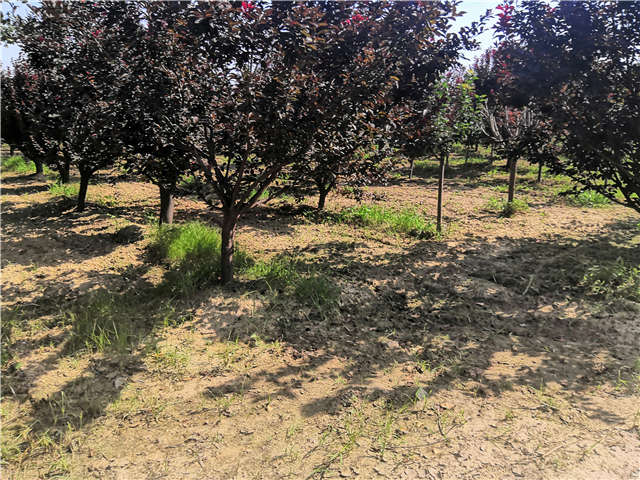 沭陽長景園林太陽李種植基地實拍圖片 沭陽長景園林太陽李種植基地實拍圖片