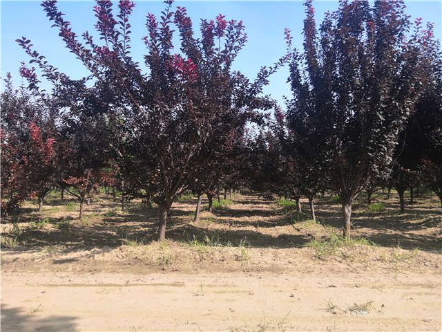 沭陽長景園林太陽李種植基地實拍圖片 沭陽長景園林太陽李種植基地實拍圖片