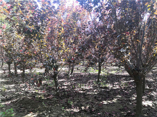 沭陽長景園林太陽李種植基地實拍圖片 沭陽長景園林太陽李種植基地實拍圖片