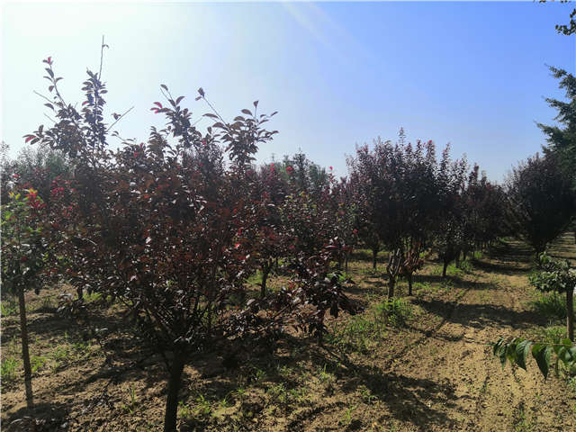 沭陽長景園林太陽李種植基地實拍圖片 沭陽長景園林太陽李種植基地實拍圖片