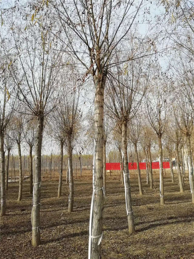 旱柳種植基地實拍 旱柳種植基地實拍