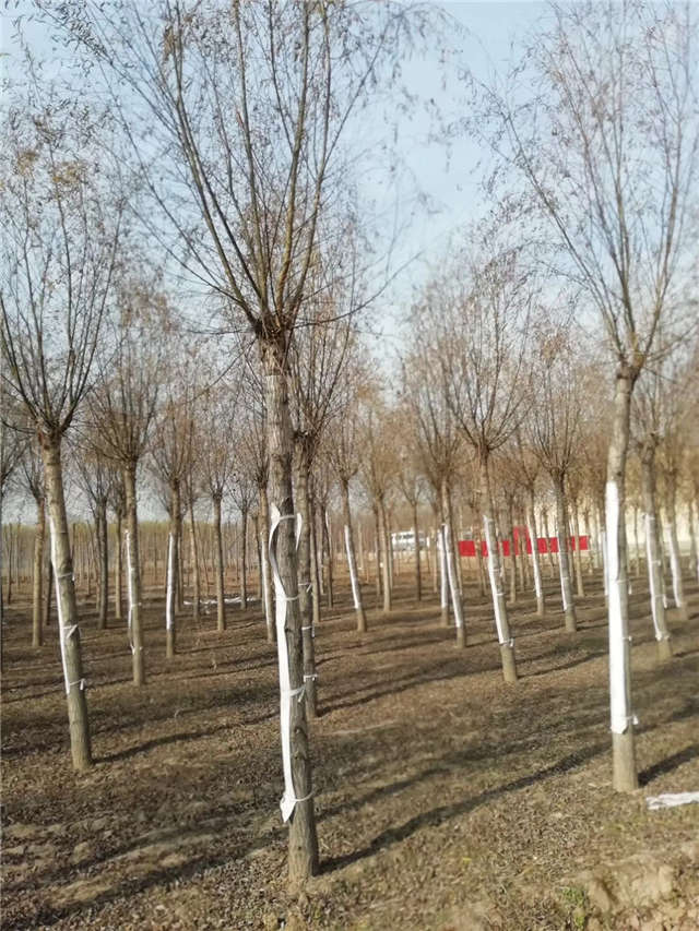 旱柳種植基地實拍 旱柳種植基地實拍