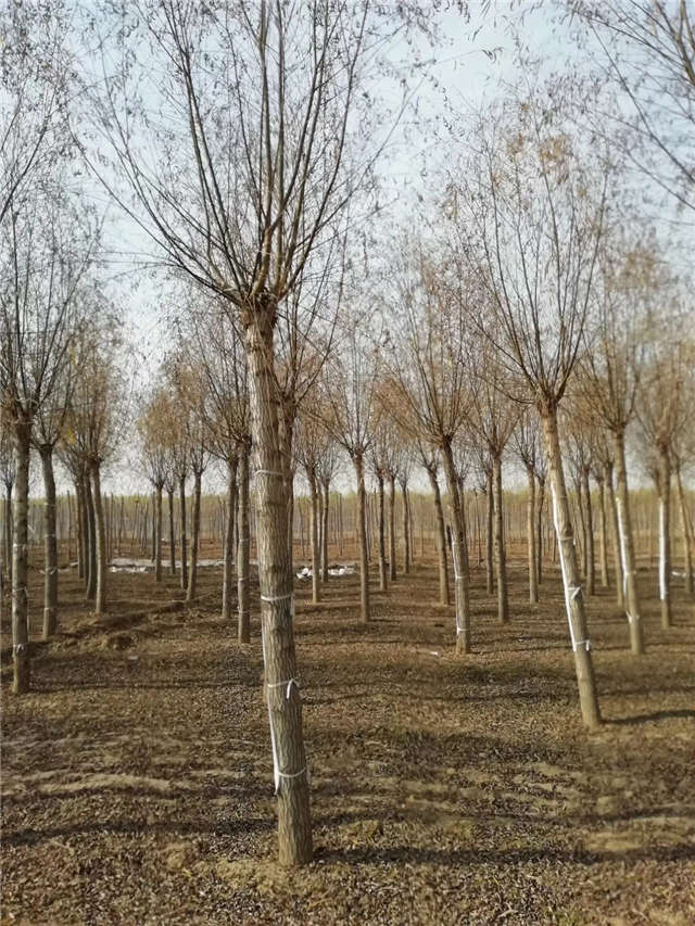 旱柳種植基地實拍 旱柳種植基地實拍