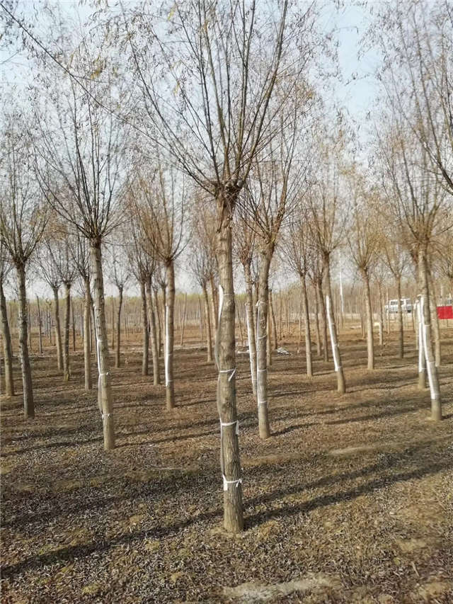 旱柳種植基地實拍 旱柳種植基地實拍