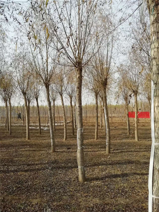 旱柳種植基地實拍 旱柳種植基地實拍