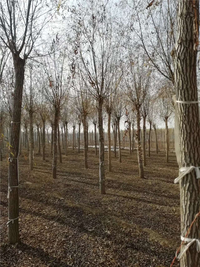 旱柳種植基地實拍 旱柳種植基地實拍