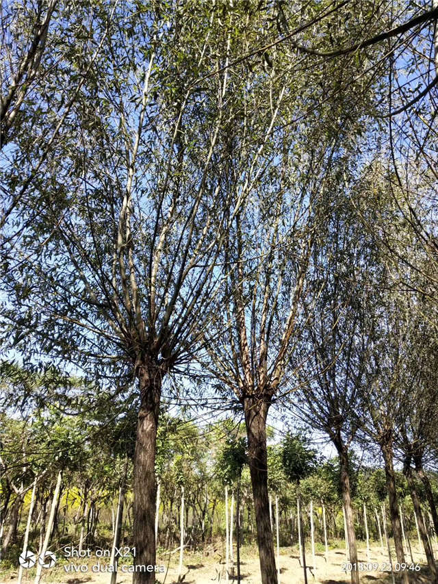 旱柳種植基地實拍 旱柳種植基地實拍