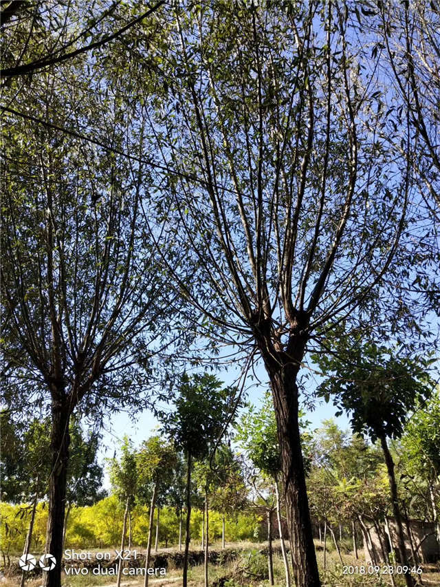 旱柳種植基地實拍 旱柳種植基地實拍