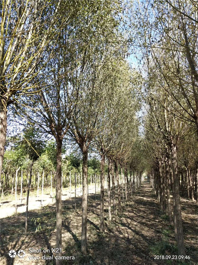 旱柳種植基地實拍 旱柳種植基地實拍