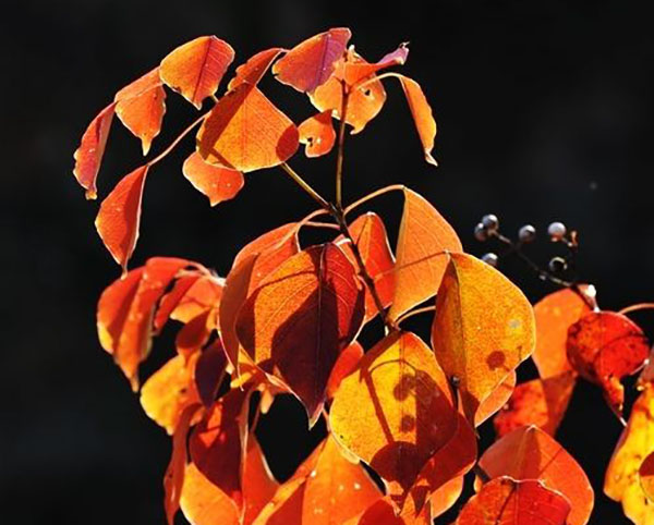 紅葉烏桕 紅葉烏桕