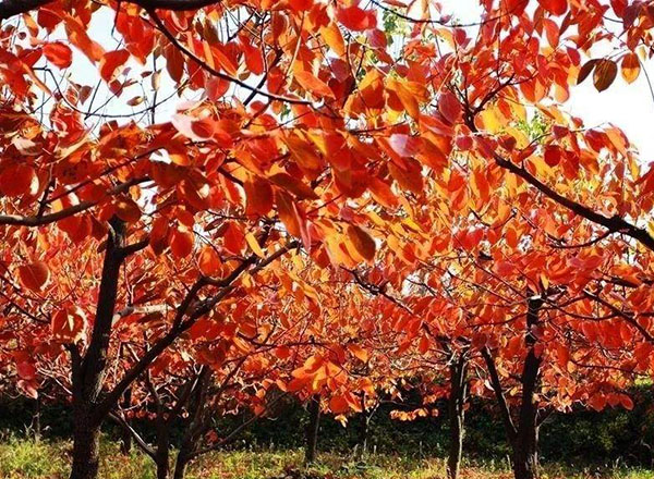 紅葉烏桕 紅葉烏桕
