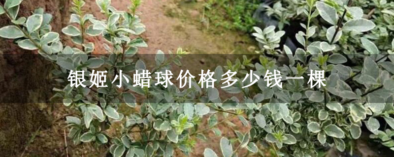 銀姬小蠟球價格多少錢一棵 銀姬小蠟球價格多少錢一棵