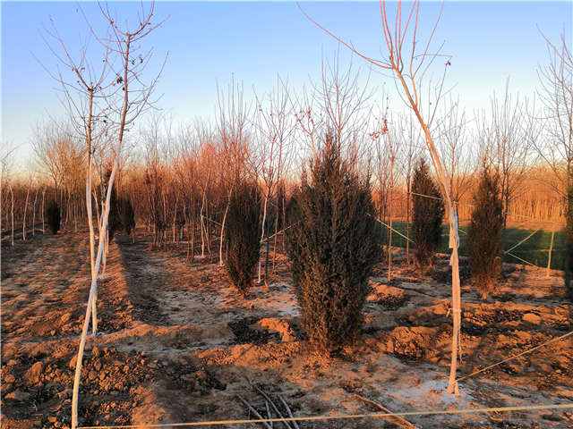 沭陽長景園林北京檜種植基地實拍圖片