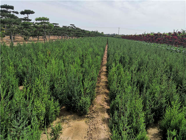 沭陽長景園林北京檜種植基地實拍圖片