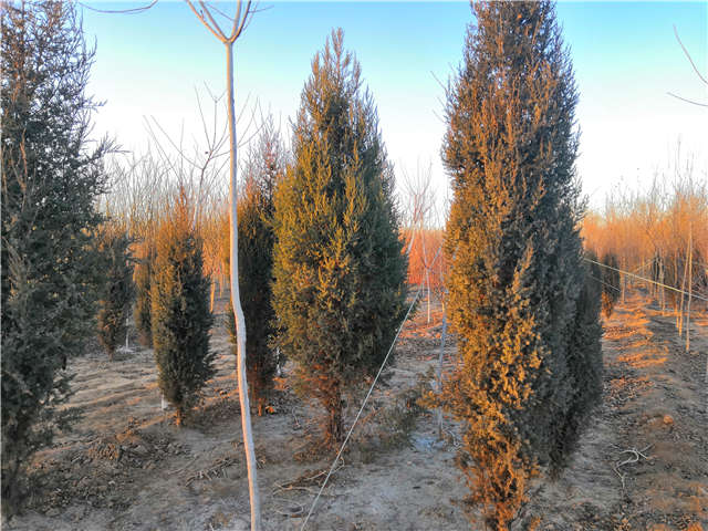 沭陽長景園林北京檜種植基地實拍圖片