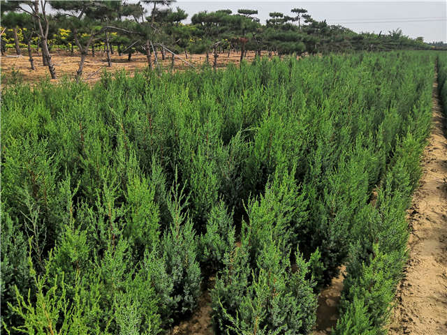 沭陽長景園林北京檜種植基地實拍圖片