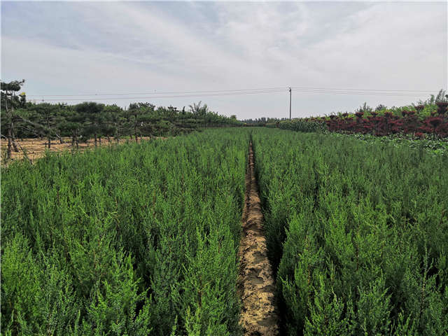 沭陽長景園林北京檜種植基地實拍圖片