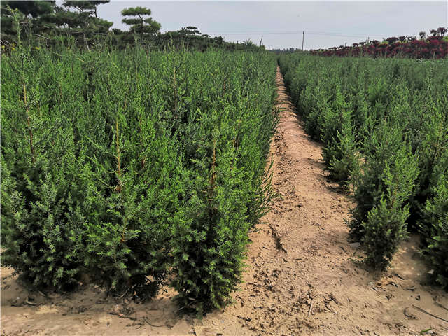 沭陽長景園林北京檜種植基地實拍圖片