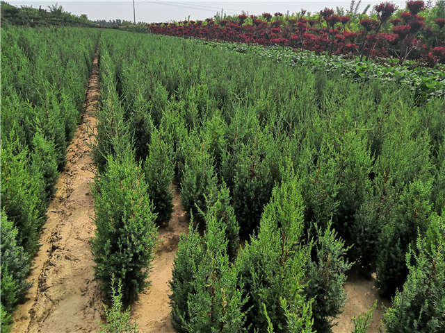 沭陽長景園林北京檜種植基地實拍圖片