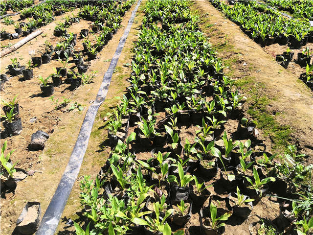 沭陽長景園林玉簪種植基地實拍圖片 沭陽長景園林玉簪種植基地實拍圖片