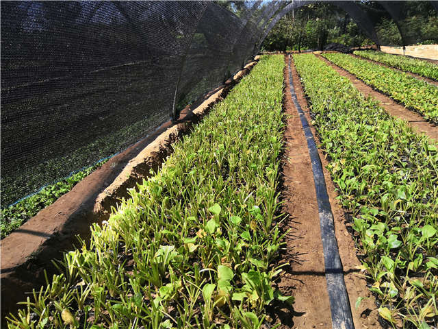 沭陽長景園林玉簪種植基地實拍圖片 沭陽長景園林玉簪種植基地實拍圖片