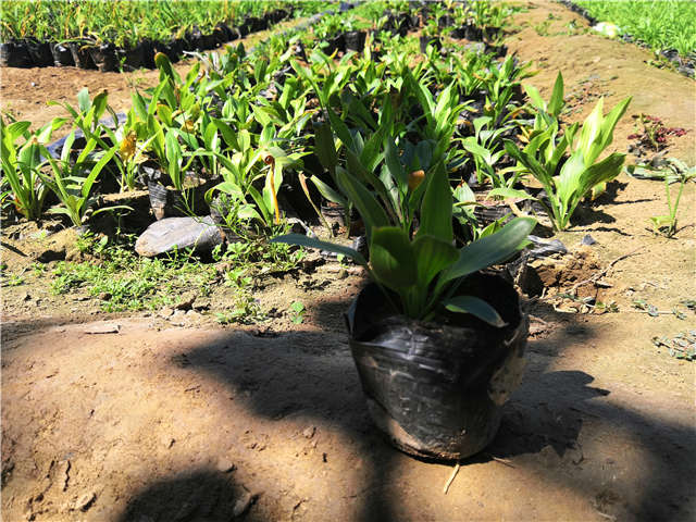 沭陽長景園林玉簪種植基地實拍圖片 沭陽長景園林玉簪種植基地實拍圖片