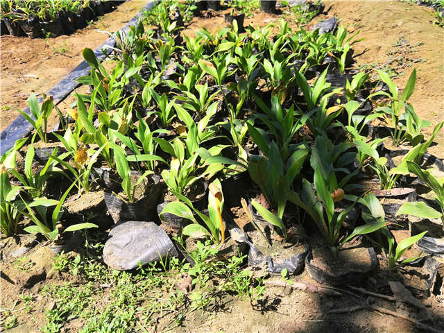 沭陽長景園林玉簪種植基地實拍圖片 沭陽長景園林玉簪種植基地實拍圖片