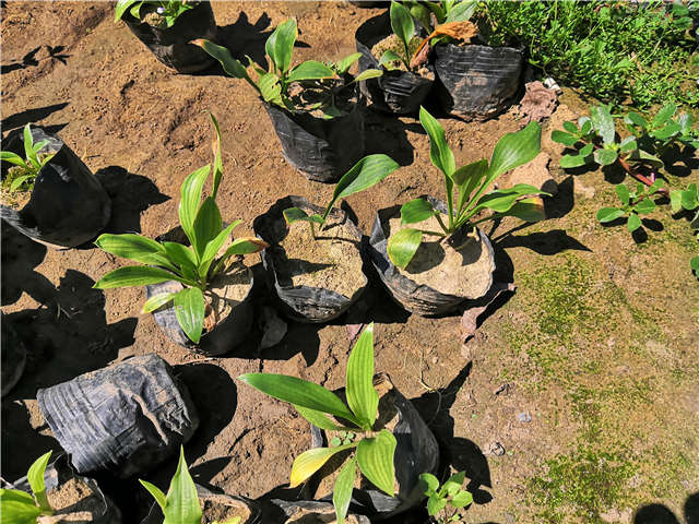 沭陽長景園林玉簪種植基地實拍圖片 沭陽長景園林玉簪種植基地實拍圖片