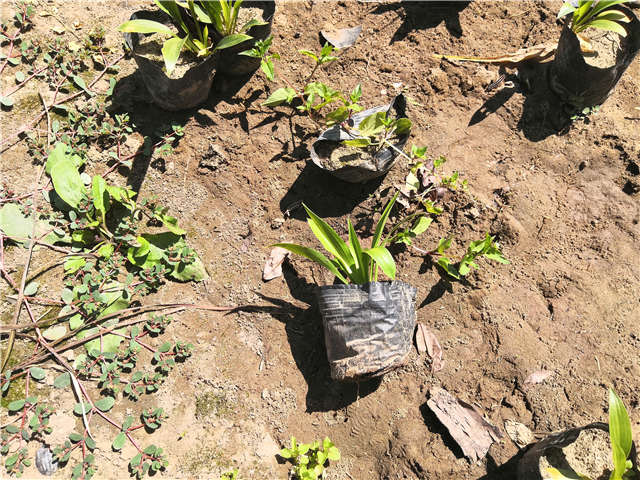 沭陽長景園林玉簪種植基地實拍圖片 沭陽長景園林玉簪種植基地實拍圖片