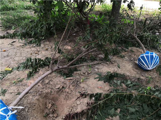 沭陽長景園林毛桃種植基地實拍圖片 沭陽長景園林毛桃種植基地實拍圖片