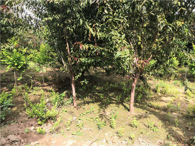 沭陽長景園林毛桃種植基地實拍圖片 沭陽長景園林毛桃種植基地實拍圖片