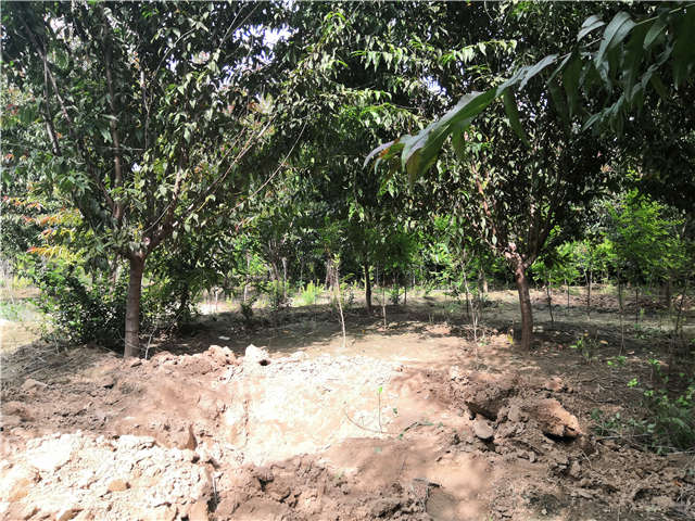 沭陽長景園林毛桃種植基地實拍圖片 沭陽長景園林毛桃種植基地實拍圖片