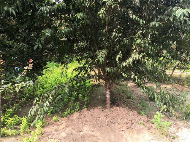 沭陽長景園林毛桃種植基地實拍圖片 沭陽長景園林毛桃種植基地實拍圖片