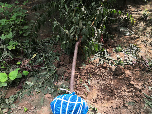 沭陽長景園林毛桃種植基地實拍圖片 沭陽長景園林毛桃種植基地實拍圖片