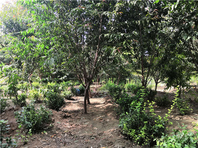沭陽長景園林毛桃種植基地實拍圖片 沭陽長景園林毛桃種植基地實拍圖片