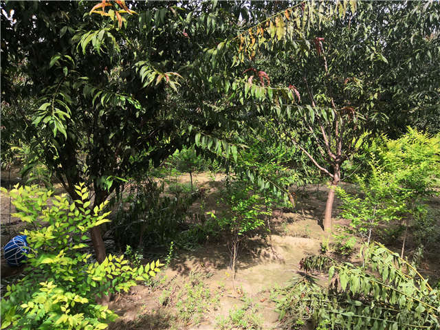 沭陽長景園林毛桃種植基地實拍圖片 沭陽長景園林毛桃種植基地實拍圖片