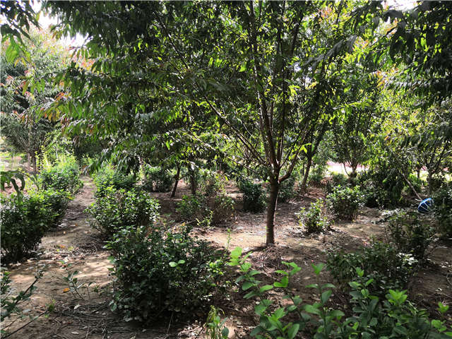 沭陽長景園林毛桃種植基地實拍圖片 沭陽長景園林毛桃種植基地實拍圖片