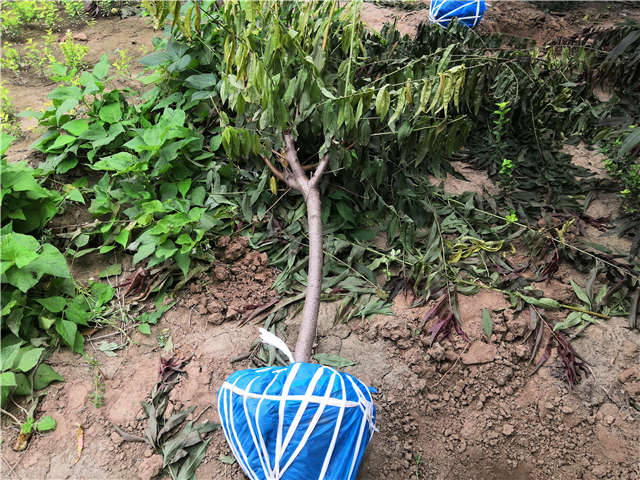 沭陽長景園林毛桃種植基地實拍圖片 沭陽長景園林毛桃種植基地實拍圖片