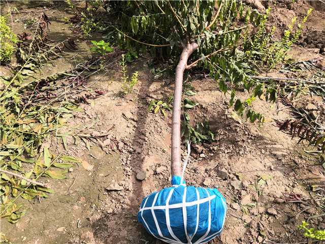 沭陽長景園林毛桃種植基地實拍圖片 沭陽長景園林毛桃種植基地實拍圖片