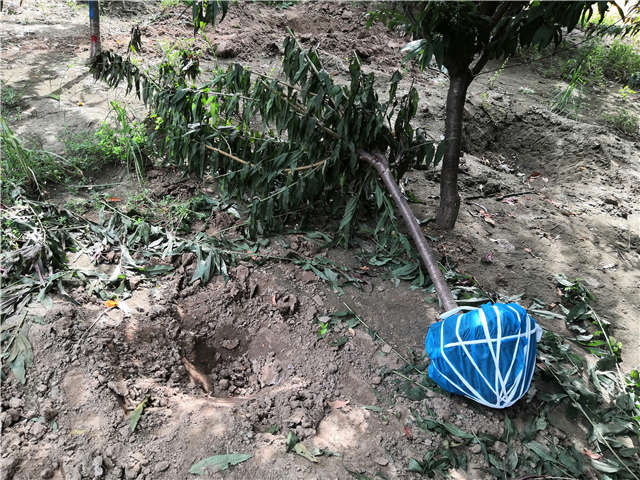沭陽長景園林毛桃種植基地實拍圖片 沭陽長景園林毛桃種植基地實拍圖片